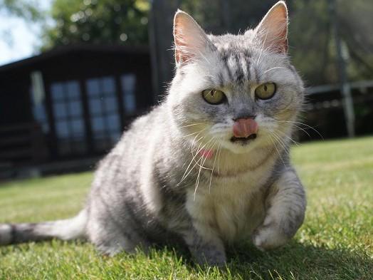 Smokey, cea mai „torcătoare” pisică din lume (Video)