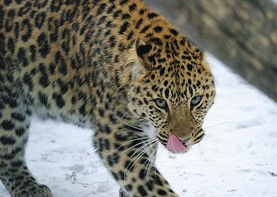 Un copil de 7 ani a fost rănit de un leopard, la grădina zoologică