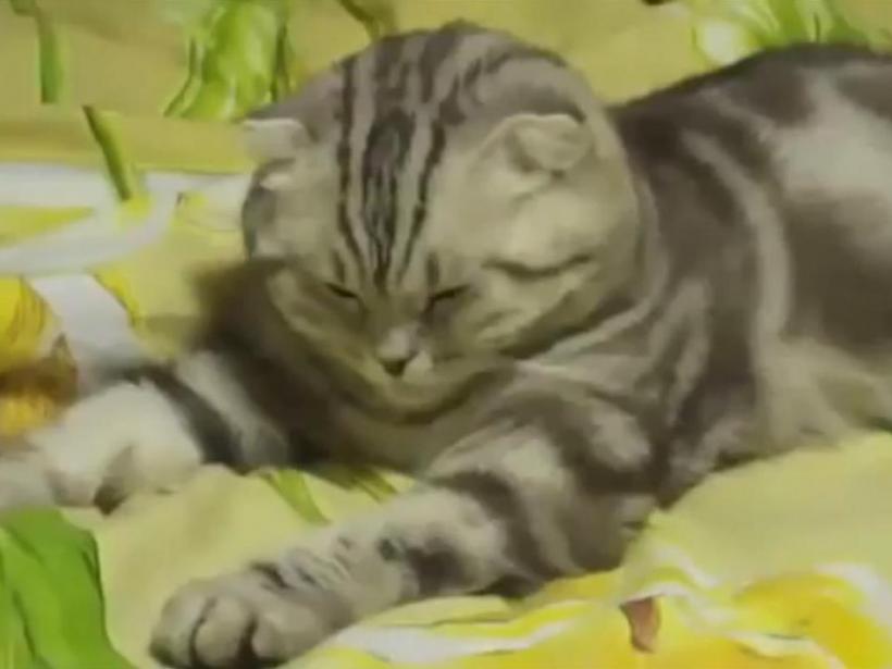 Pisica vs. somn, câştigător somnul, cu o viteză incredibilă (Video)
