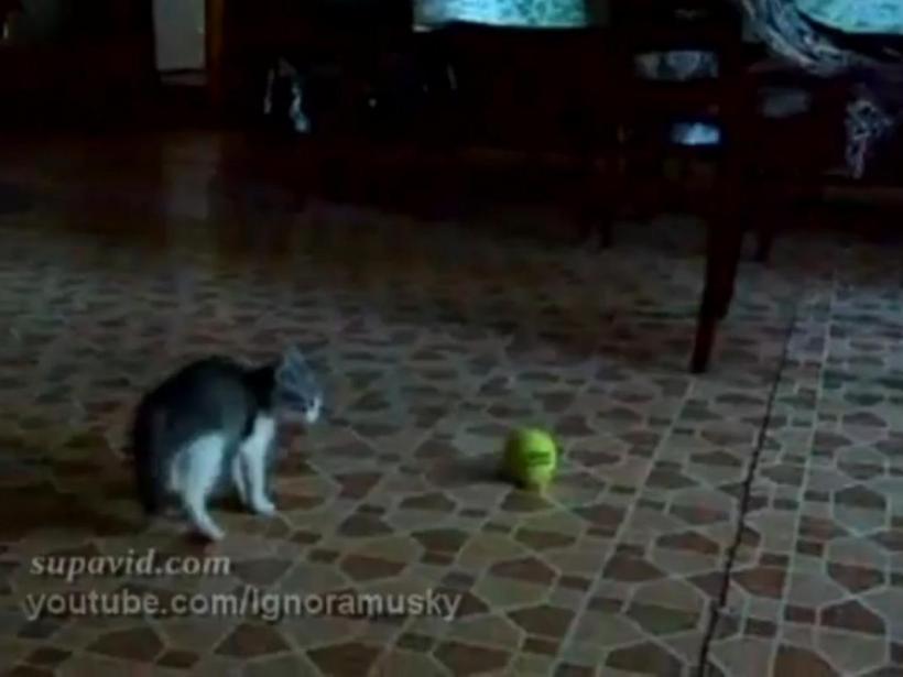 Pisica-"Alien" sau “Scary «Cat» Movie” (Video)