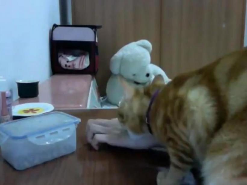 O pisică insistentă îşi obligă stâpânul să-i dea de mâncare (Video)