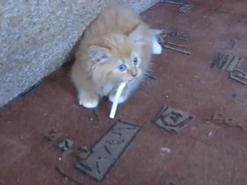 Greu să te laşi de fumat, mai ales când eşti... pisică! (Video)