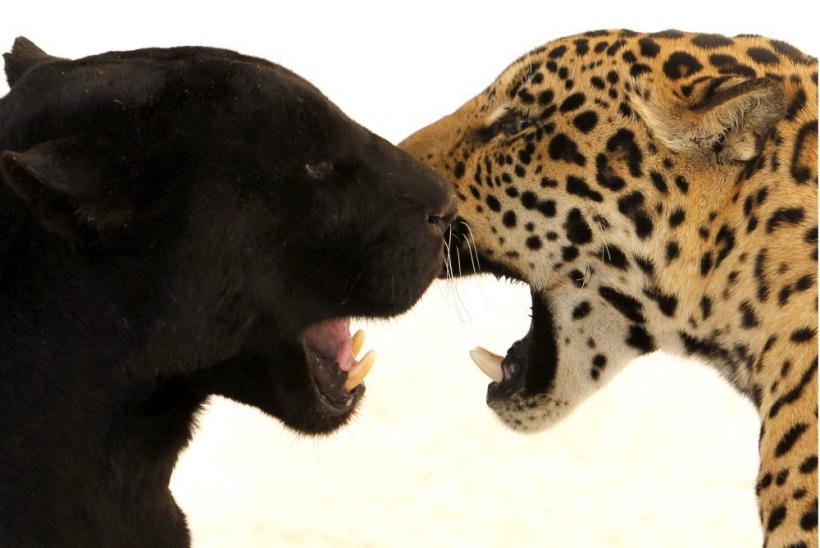 Săptămâna în imagini 7-13 mai: Festivalul de la Cannes şi-a deschis porţile 18431515