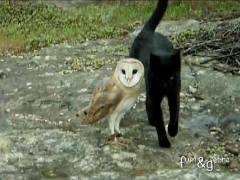 Prietenie neobişnuită: o bufniţă şi o pisică se înţeleg de minune (Video).