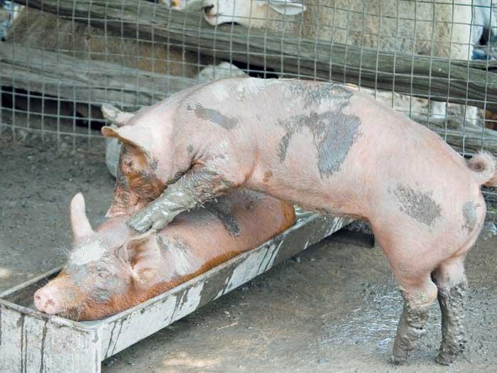 Bălăcelile în noroi asigură o „viaţă de lux” pentru porci.
