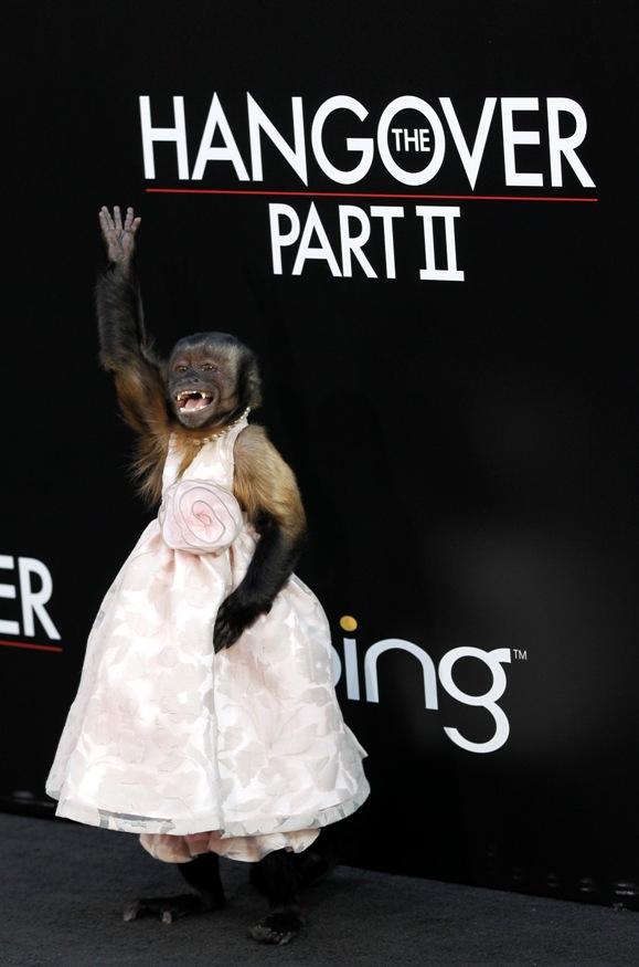 Crystal, maimuţa care a furat premiera „The Hangover 2”.