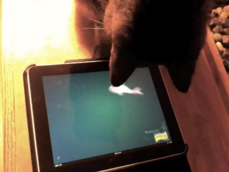 iPad pentru feline de casă sau cum să te joci cu pisica hi-tech (Video).