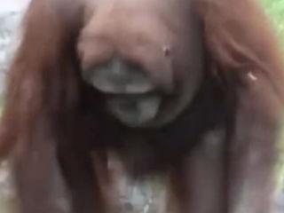 Un urangutan a salvat un pui de la înec – video.