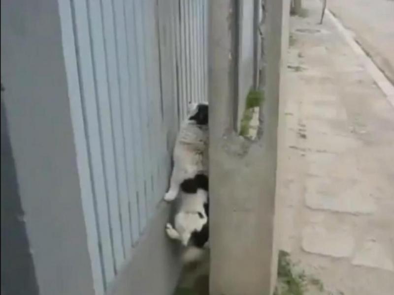 Un câine dă lecţii de "Strategia săritului peste gard" (Video).