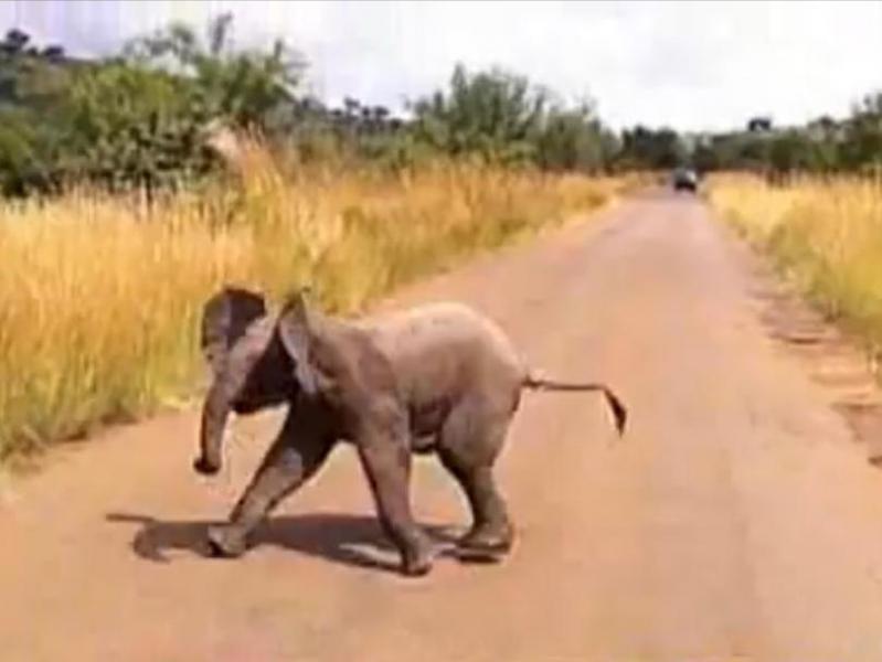 Un pui de elefant se joacă "de-a v-aţi-ascunselea" cu fotojurnaliştii.