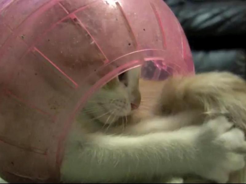 Un pui de pisică se crede... hamster (Video).