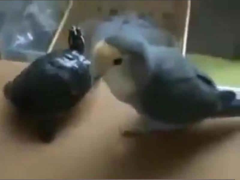 O pasăre îmbrânceşte o ţestoasă... din gelozie! (Video).