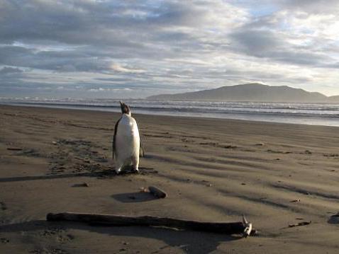 Cel mai singuratic pinguin din lume! "Imperialul" din Antarctica a rătăcit pe o plajă din Noua Zeelandă.
