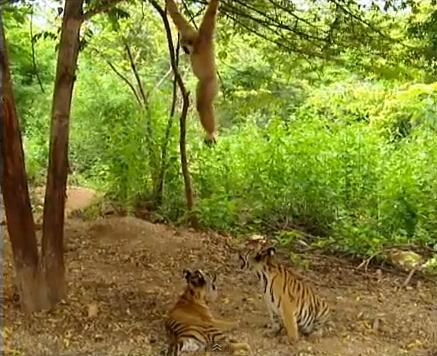 Distracţie în junglă: Vezi ce păţesc doi tigrişori cu un gibon.