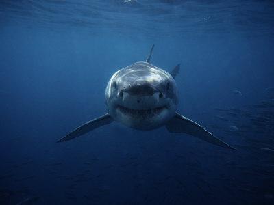 Hrăneşte un rechin-alb ca pe un câine! Vezi dovada că aceste animale pot fi prietenoase!.
