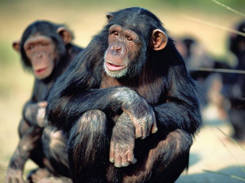 Invidia între fraţi, incredibil de amuzantă într-o familie de maimuţe (Video).