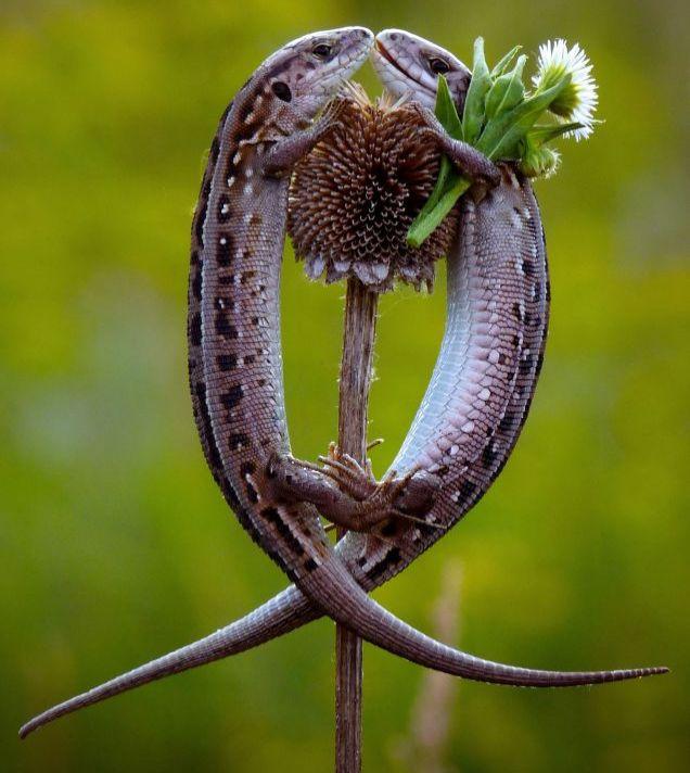 Un guşter şi-a „cerut” şopârla în căsătorie cu un buchet de flori.