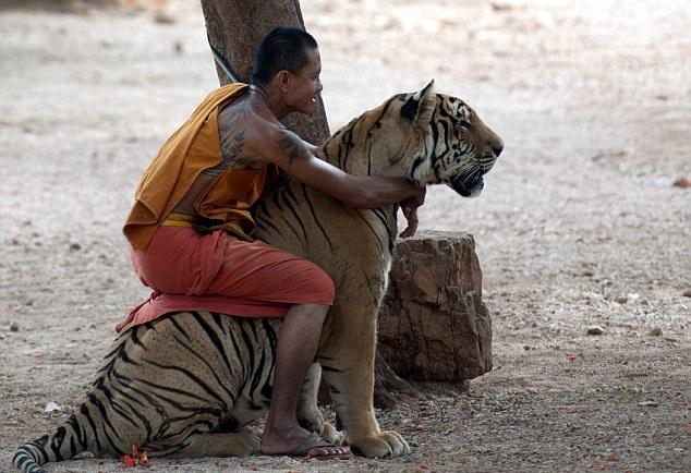 Călăreţul de tigri: Un călugăr budist se urcă pe spatele unei tigroaice