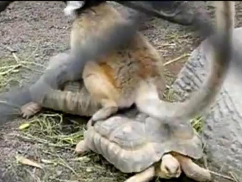 Un lemur inventiv a transformat două broaşte ţestoase în... tren (Video)