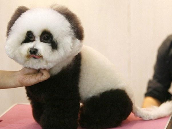 Vrei un pui de panda? Ia-ţi un pudel şi du-l la chinezi, ţi-l transformă ei în urs!