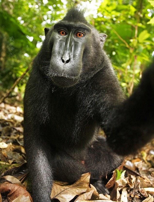 "Macacul zâmbăreţ" – maimuţa care a furat aparatul foto pentru a-şi face autoportretul