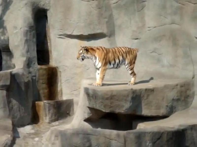 Un tigru fioros se sperie de o vrăbiuţă (Video)