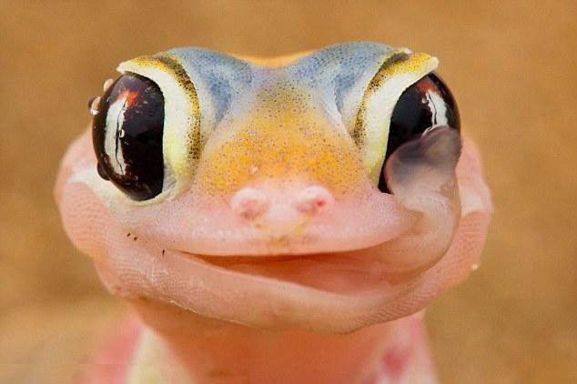 Cea mai zâmbitoare şopârlă din lume bea apă... din ochi!