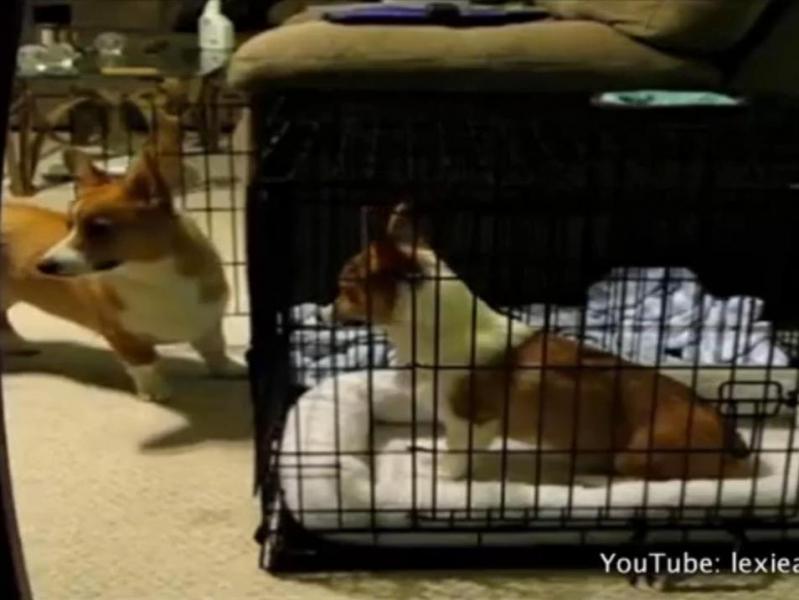 Un câine isteţ îşi ajută confratele să evadeze (Video)