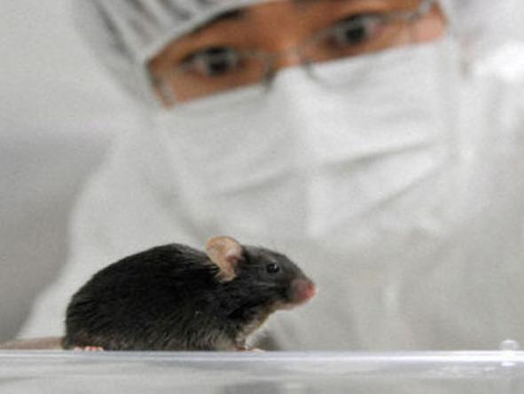 Japonezii au creat şoareci care ciripesc!