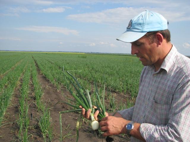 Povestea olandezului căruia îi râd ochii de la ceapa românească 486518