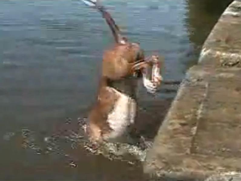 Un căţel perseverent, "acrobat" într-o apă de... 30 de centimetri adâncime (Video)