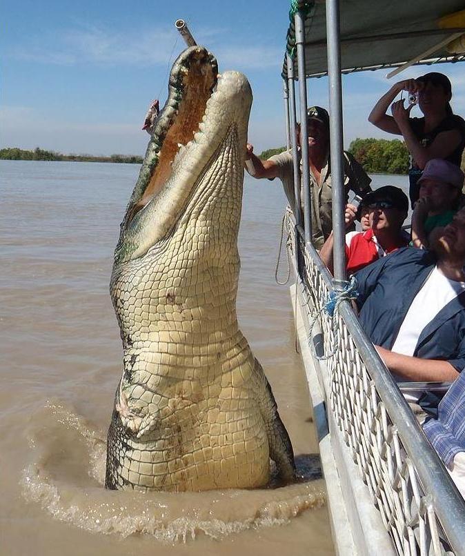 Ce faci când lângă tine ţopăie un crocodil uriaş? Fotografii!