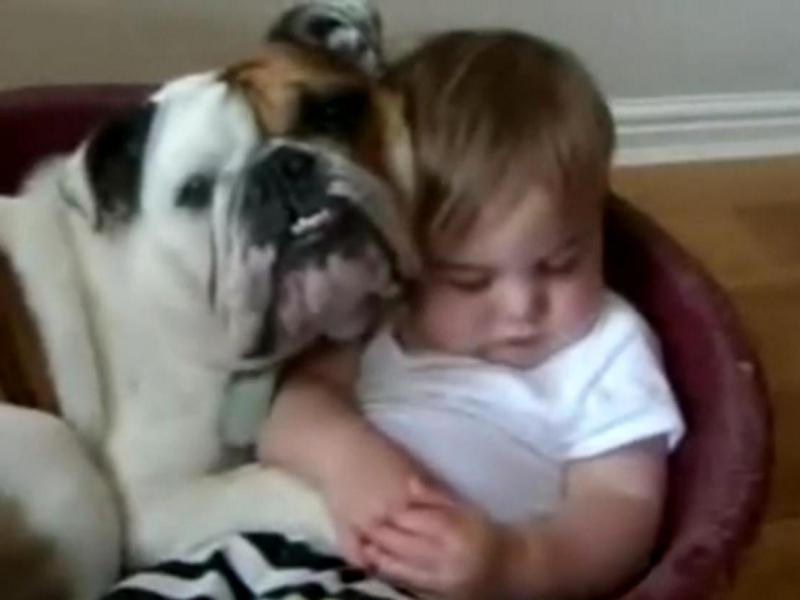 Un bulldog şi-un copil împart un... coş de dormit (Video)