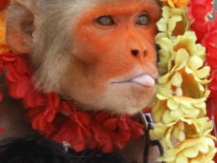 Un indian şi-a însurat... maimuţa fumătoare (Foto)