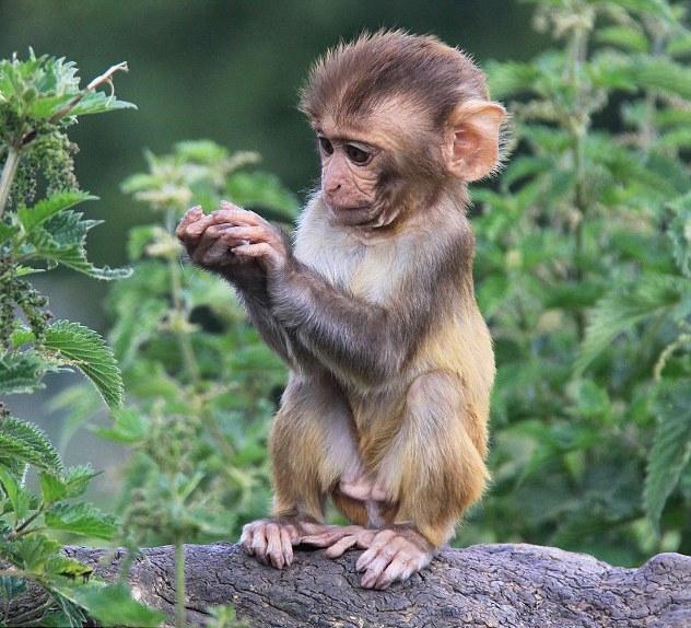 Un macac curios descoperă... urzicile. Vezi ce reacţie surprinzătoare are!
