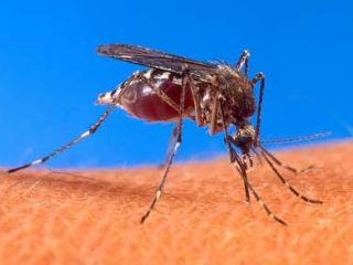 Mirosul de şosete ajută la lupta împotriva malariei