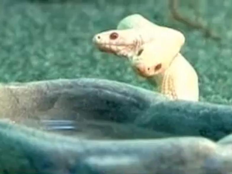 Un şarpe cu două capete face senzaţie la o grădină zoologică din Ucraina (Video)