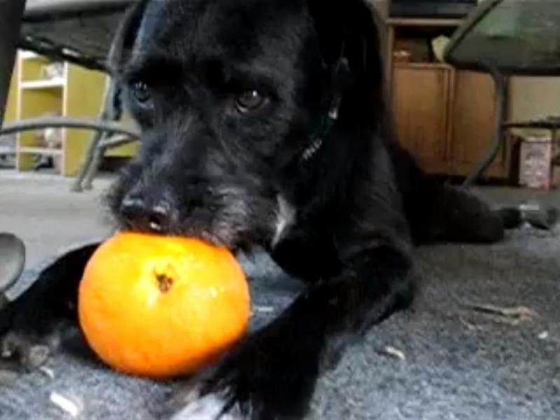 "Căldură mare, monşer!" Un câine se răcoreşte cu... portocale!