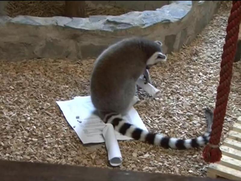 Vezi cum au tratat lemurienii de la Zoo Bucureşti... subiectele de la Bac (Video)