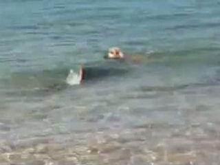 Un câine muşcă un rechin pentru a putea ieşi din apă – video
