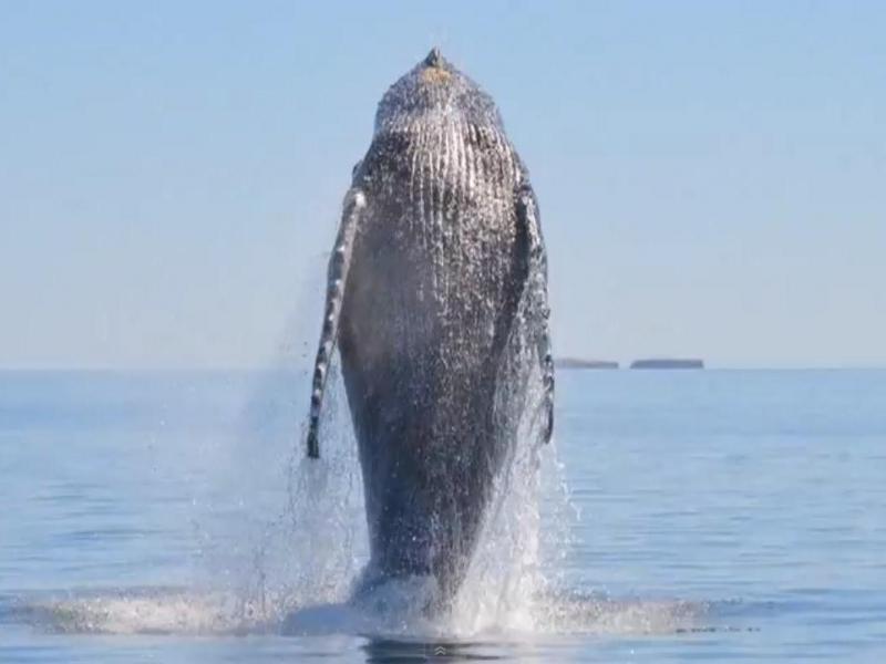 Uimitor! O balenă eliberată dintr-o plasă “mulţumeşte” salvatorilor prin salturi spectaculoase