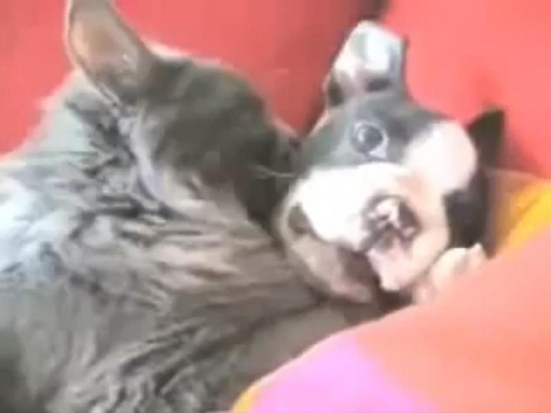 Un căţel şi o pisică demonstrează că dragostea nu are limite între specii (Video)