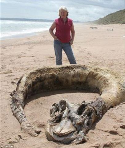 Monstru marin descoperit pe o plajă din Scoţia