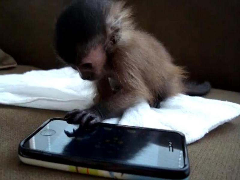O maimuţică descoperă jocurile pe iPhone (Video)