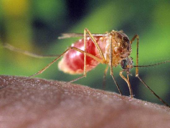 Primul caz de infectare cu virusul West Nile din acest an, confirmat în Galaţi