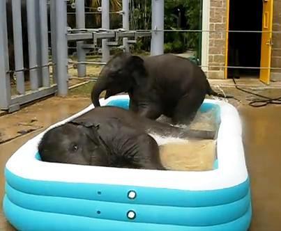Vremuri de criză. Doi elefanţi se bălăcesc într-o piscină gonflabilă