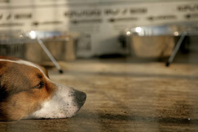 CEDO condamnă România pentru câinii vagabonzi din Bucureşti