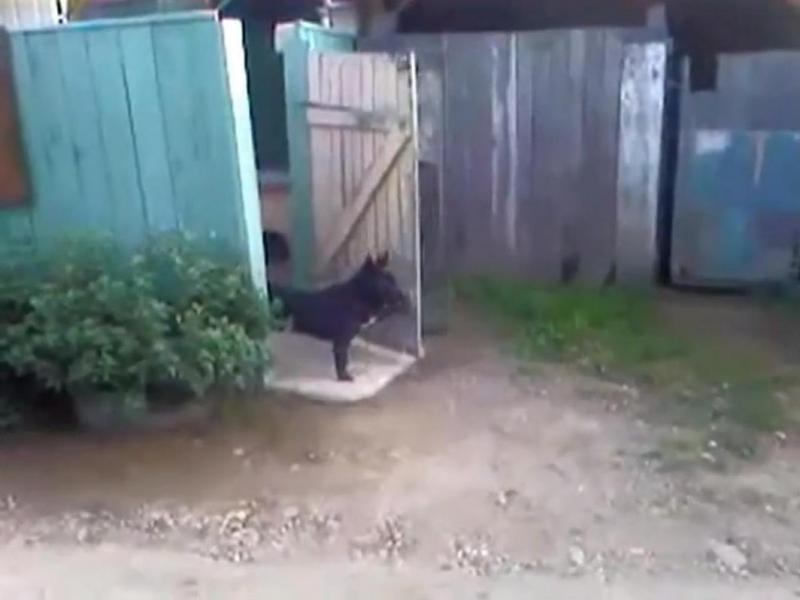 "Pe-aici nu se trece!" Vezi cum un câine face o excelentă muncă de portar! (Video)