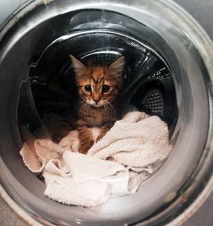 O pisică a supravieţuit după o oră de program la maşina automată de spălat (Foto)