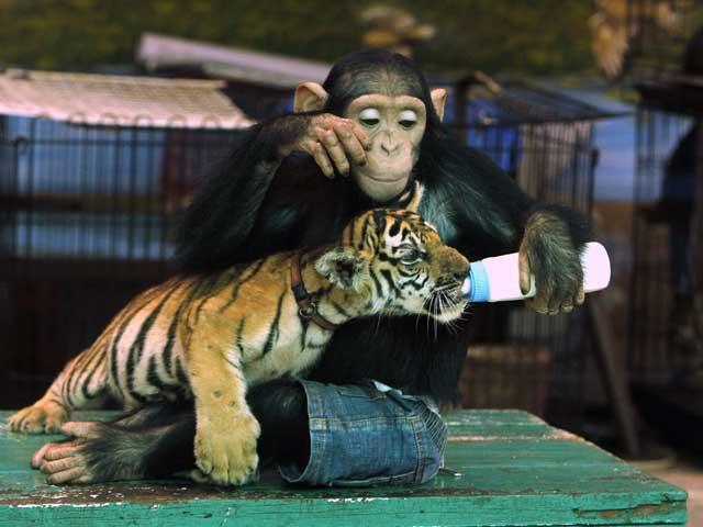 Un cimpanzeu hrăneşte un pui de tigru, imagini adorabile